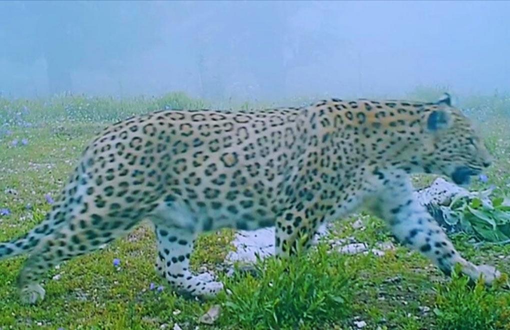Anadolu leoparı fotokapanla görüntülendi