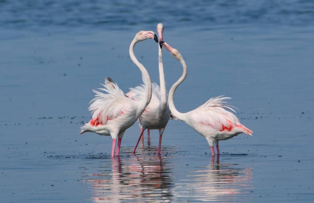 Flamingo Festivali İzmir’de başlıyor