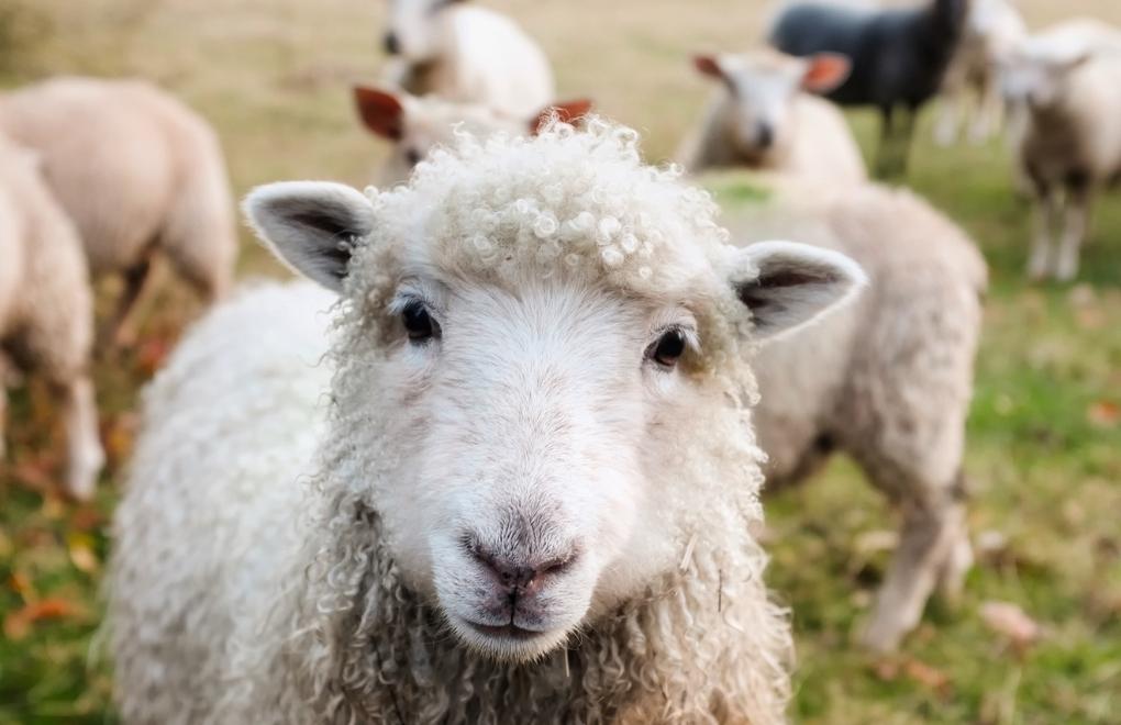 Seraya giren koyunlar 100 kilodan fazla kenevir yedi