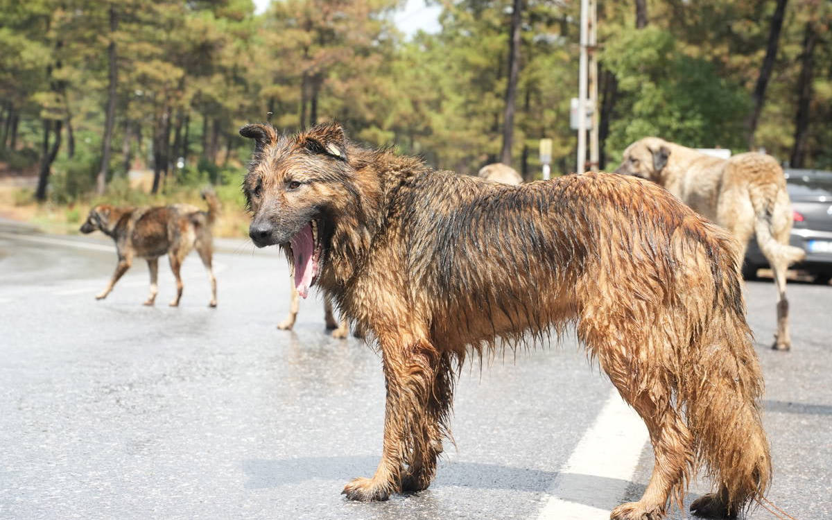 *Görsel betimleme: fotoğrafta, bir grup sokakta yaşayan köpek, ormanlık bir alanda bir yolun üzerinde duruyor. En önde, kahverengi ve siyah karışımı tüylere sahip büyük bir köpek ağzını geniş bir şekilde açarak esniyor. Köpeğin tüyleri ıslak. Arka planda, diğer köpekler de var ve bazıları yolun diğer tarafında duruyor. Çevrede çam ağaçları gözüküyor.