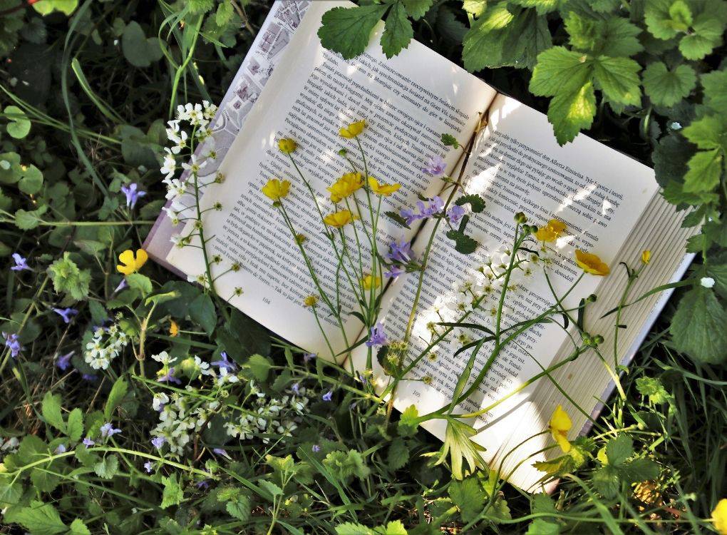 *Görsel betimleme: Fotoğrafta, çimenlerin ve çiçeklerin arasında açık bir kitap var. Sayfalarının üzerinde sarı, beyaz ve mor renkli çiçekler var.