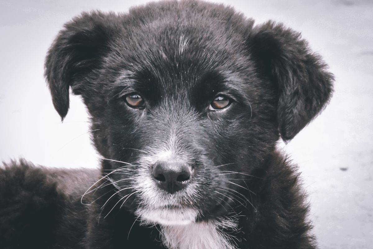 Fotoğrafta direkt kameraya bakan bir yavru köpeğin mahzun yüzü var