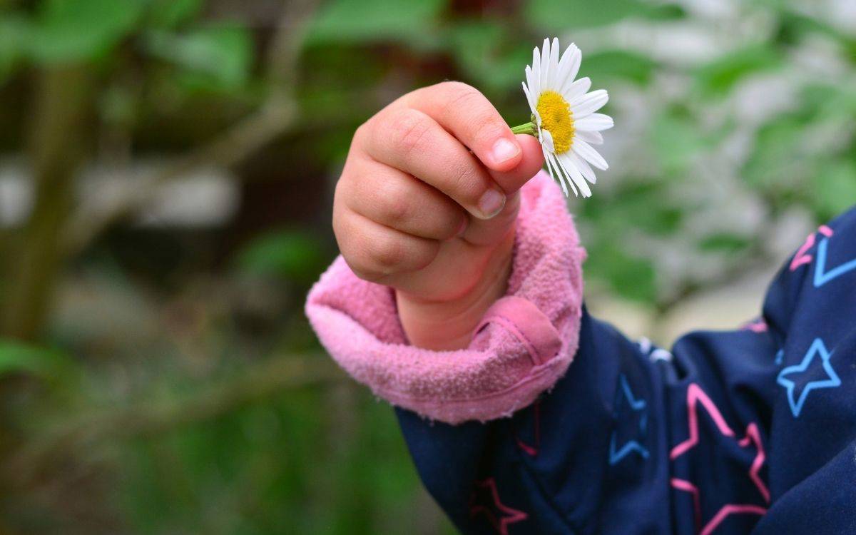 Bu fotoğrafta, bir çocuğun elinde tuttuğu bir papatya görülüyor. Çocuğun küçük eli, papatyayı nazikçe kavramış ve arka planda bulanık yeşil bitkiler yer alıyor. Çocuğun giydiği mont koyu renkli, üzerinde pembe yıldız desenleri var ve bilek kısmında yumuşak, peluş bir malzemeden yapılmış pembe bir kısım bulunuyor. Papatyanın bembeyaz yaprakları ve sarı merkez kısmı oldukça belirgin, sade ve huzurlu bir sahne yaratıyor. Fotoğraf, doğallığı ve masumiyeti simgeliyor.