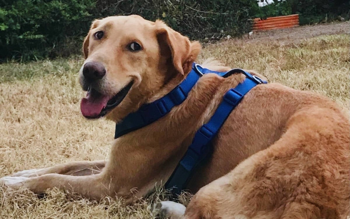 Bu fotoğrafta, sarı tüylü, mutlu bir ifade ile yere uzanmış bir köpek görülüyor. Köpeğin üzerinde mavi bir tasma var ve başını yana çevirerek doğrudan kameraya bakıyor, ağzı açık bir şekilde gülümsüyor gibi görünüyor. Arka planda yeşil çalılar ve çimenlik bir alan var, bu da köpeğin açık bir alanda olduğunu düşündürüyor. Dostça ve neşeli bir ifadesi var, sanki gezintiye çıkmış ve oldukça keyif alıyormuş gibi.