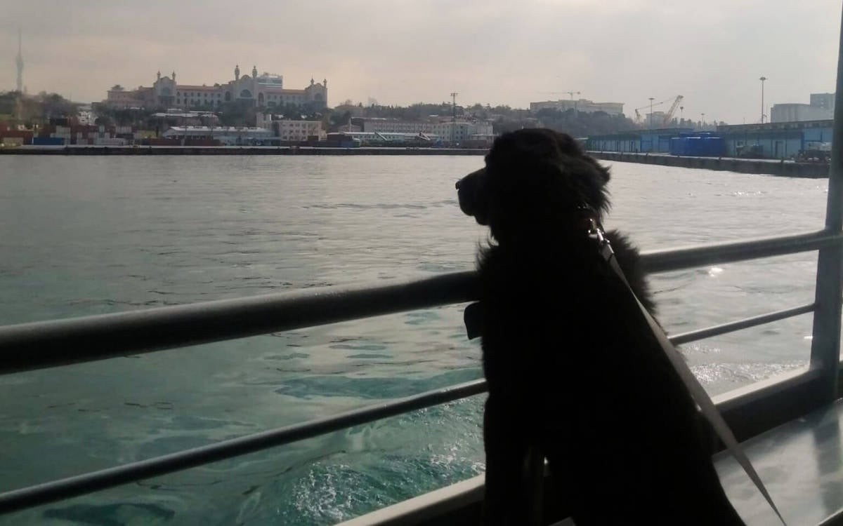 Bu fotoğrafta, bir köpek deniz kenarında veya bir feribotta demir parmaklıklı bir korkuluğun yanında duruyor ve karşıya bakıyor. Köpeğin sırtı ve başı görünmekte, bakışları ufukta veya uzak bir manzaraya odaklanmış gibi. Denizin üzerinde hafif dalgalanmalar ve köpeğin bakış yönünde sahil hattı görülüyor; binalar, vinçler ve tarihi yapılar manzaraya hakim. Fotoğraf, İstanbul'un karakteristik sahil görüntüsünü andırıyor ve köpeğin meraklı bir şekilde manzarayı izlediği sakin bir anı yakalıyor.