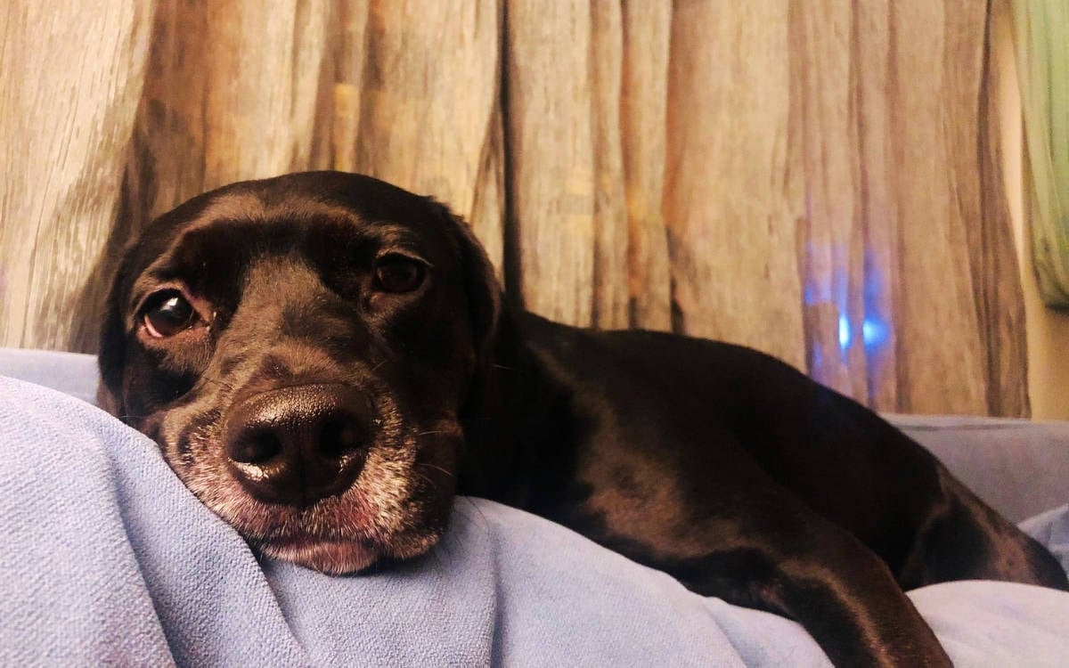 Bu fotoğrafta siyah tüylü, uysal ve sevimli bir köpek, başını rahatça bir yere yaslamış şekilde görülüyor. Yüzü izleyiciye dönük ve hafif üzgün ya da düşünceli bir ifade taşıyor. Burnu ve gözleri belirgin, özellikle burnunun etrafındaki beyaz tüylü alan dikkat çekiyor. Arka planda ahşap görünümlü bir perde var, bu da köpeğin sıcak bir iç mekanda olduğunu düşündürüyor. Fotoğraf, köpeğin sakin, belki de biraz yorgun veya melankolik bir anını yansıtıyor.