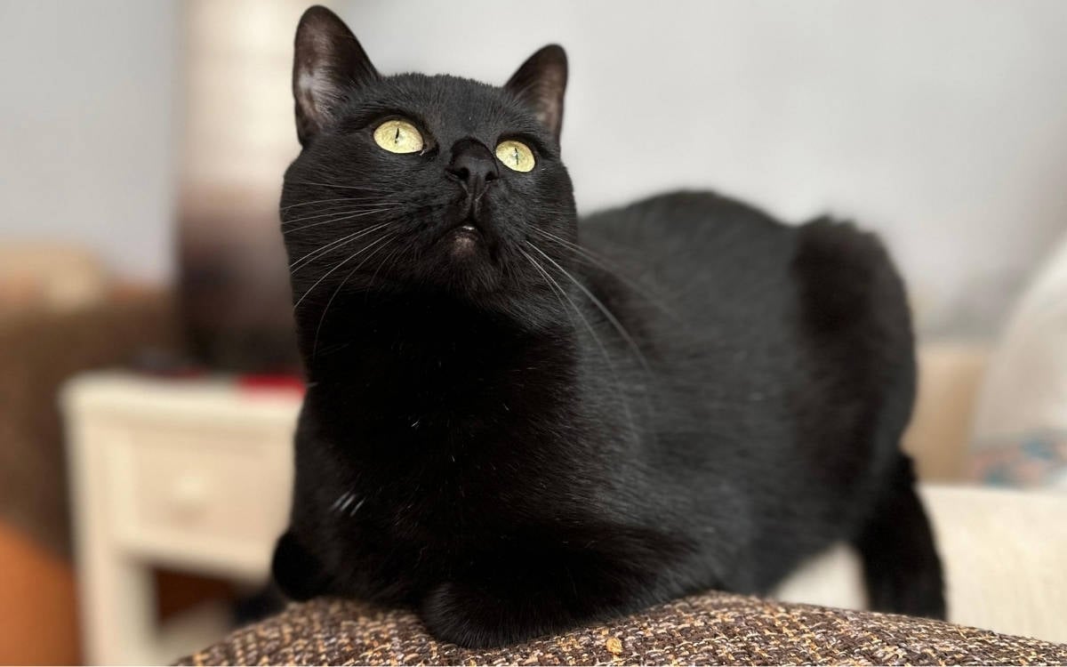 Bu fotoğrafta, parlak sarı-yeşil gözleri olan siyah bir kedi görülüyor. Kedi, dikkatle yukarıya doğru bakarken yakalanmış. Tüyleri tamamen siyah ve pürüzsüz görünüyor, sadece birkaç ince beyaz tüy belirginleşmiş. Kedinin durduğu yüzey kahverengi tonlarında ve dokulu bir kumaşa sahip. Arka plan ise bulanık, bu da kedinin yüzüne odaklanılmasını sağlıyor. Kedi oldukça sakin ve meraklı bir ifadeye sahip, sanki bir şeye ilgiyle bakıyormuş gibi.