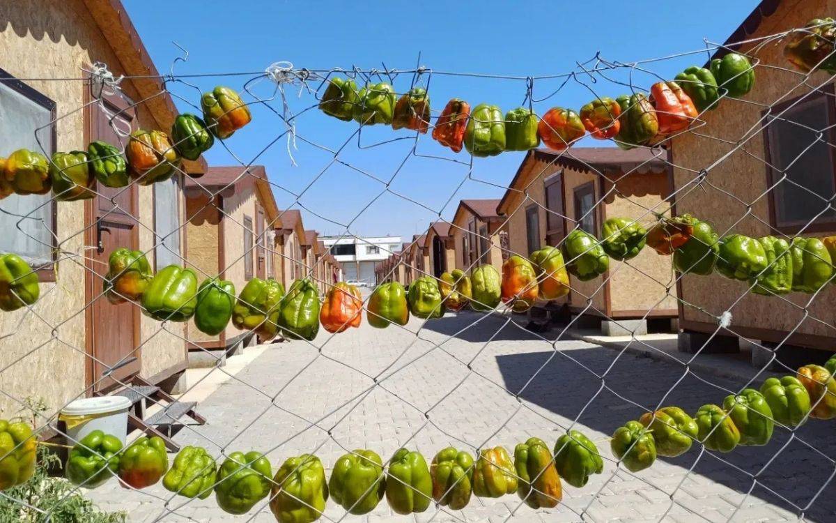 Bağımlılık, kayırmacılık ve dayanışma