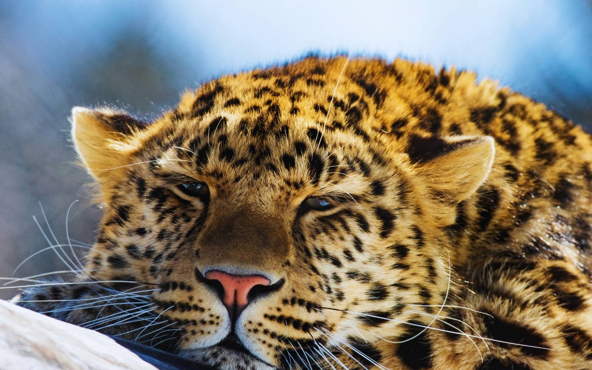 Kazak kaplanları geri döndü: Ekoturizmin sınavı