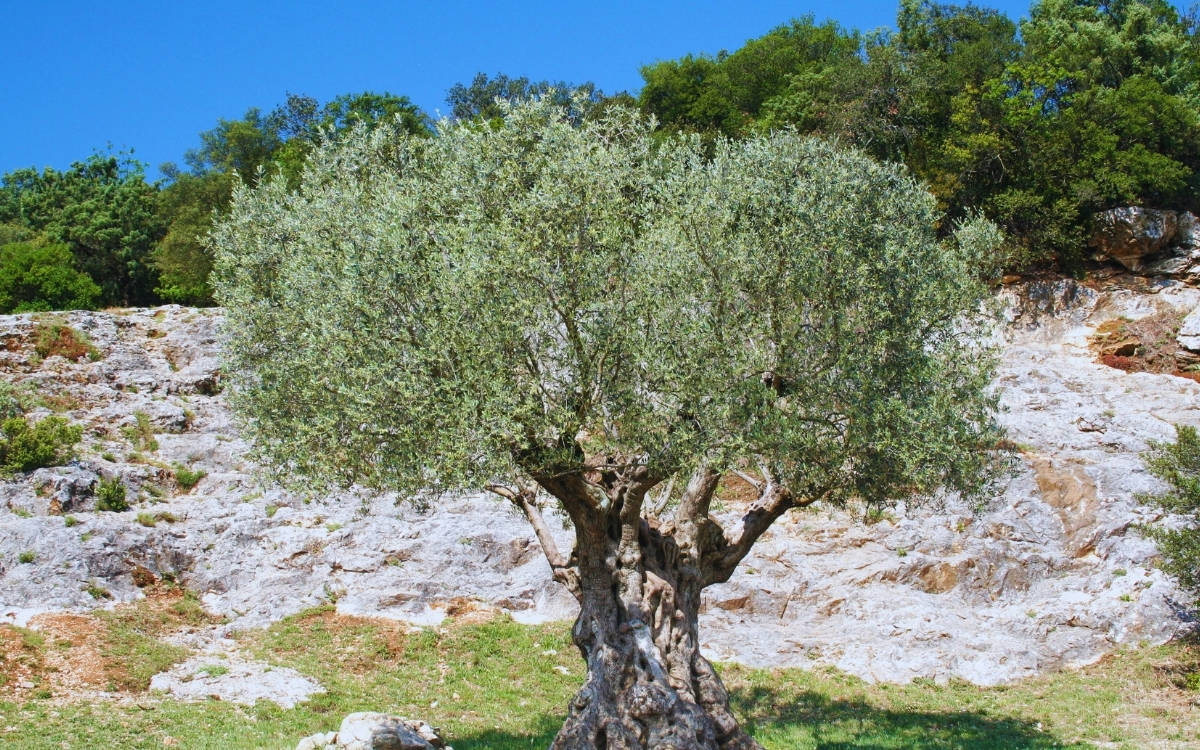 Yeni ve ucuz değişmez sermaye arayışı döneminin somut örneği: ‘Zeytin Yasası’