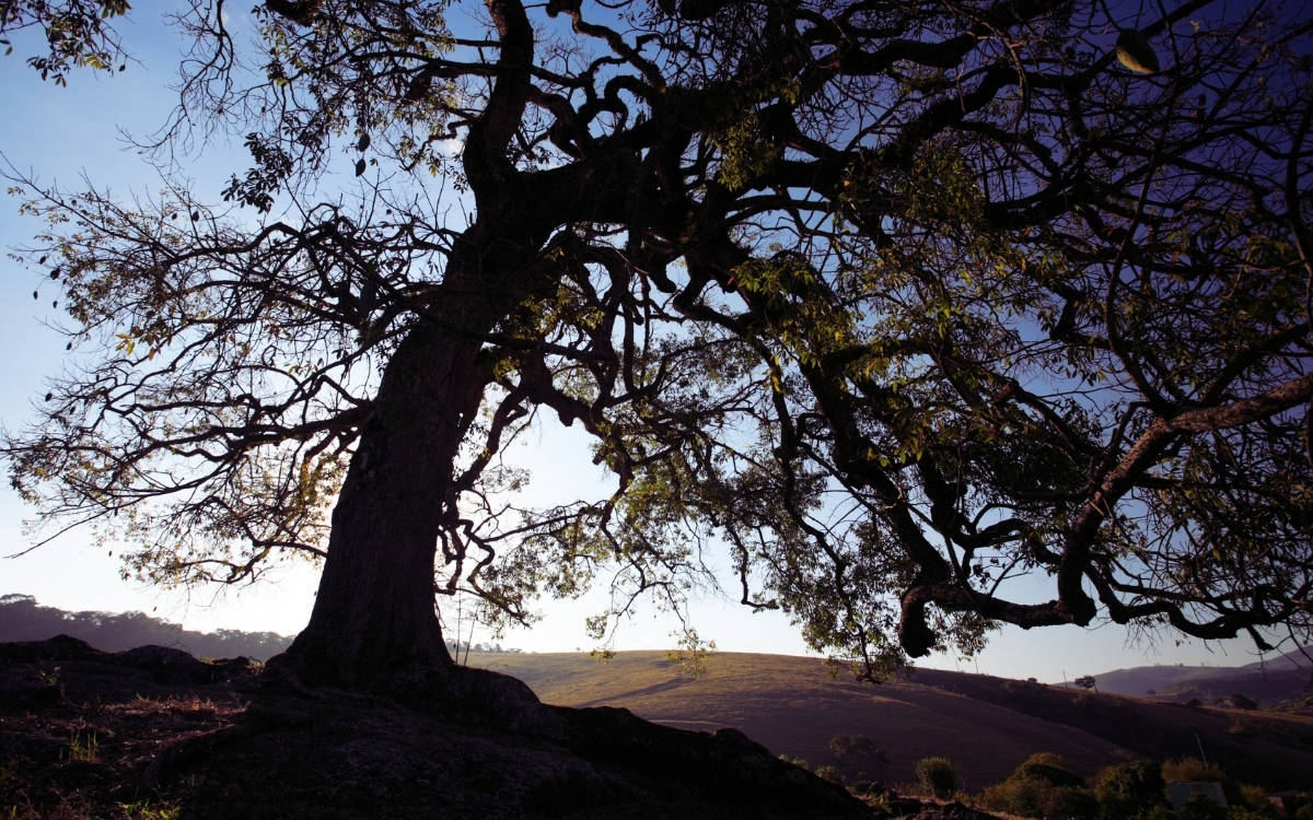 Anne Ağaç ve zeytin ağaçları