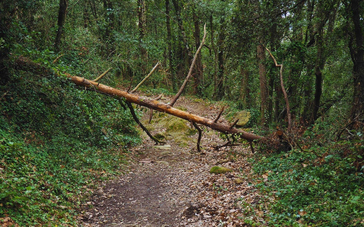 Sağlamcı dünyada sıradan bir hafta