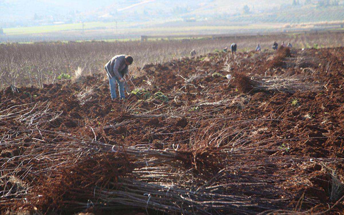 Fotoğrafta geniş bir tarım arazisi görülüyor. Ön planda toprağın üzerinde demetler halinde dizilmiş genç fidanlar veya köklü bitkiler yer alıyor. (Yapay zeka ile betimlendi)