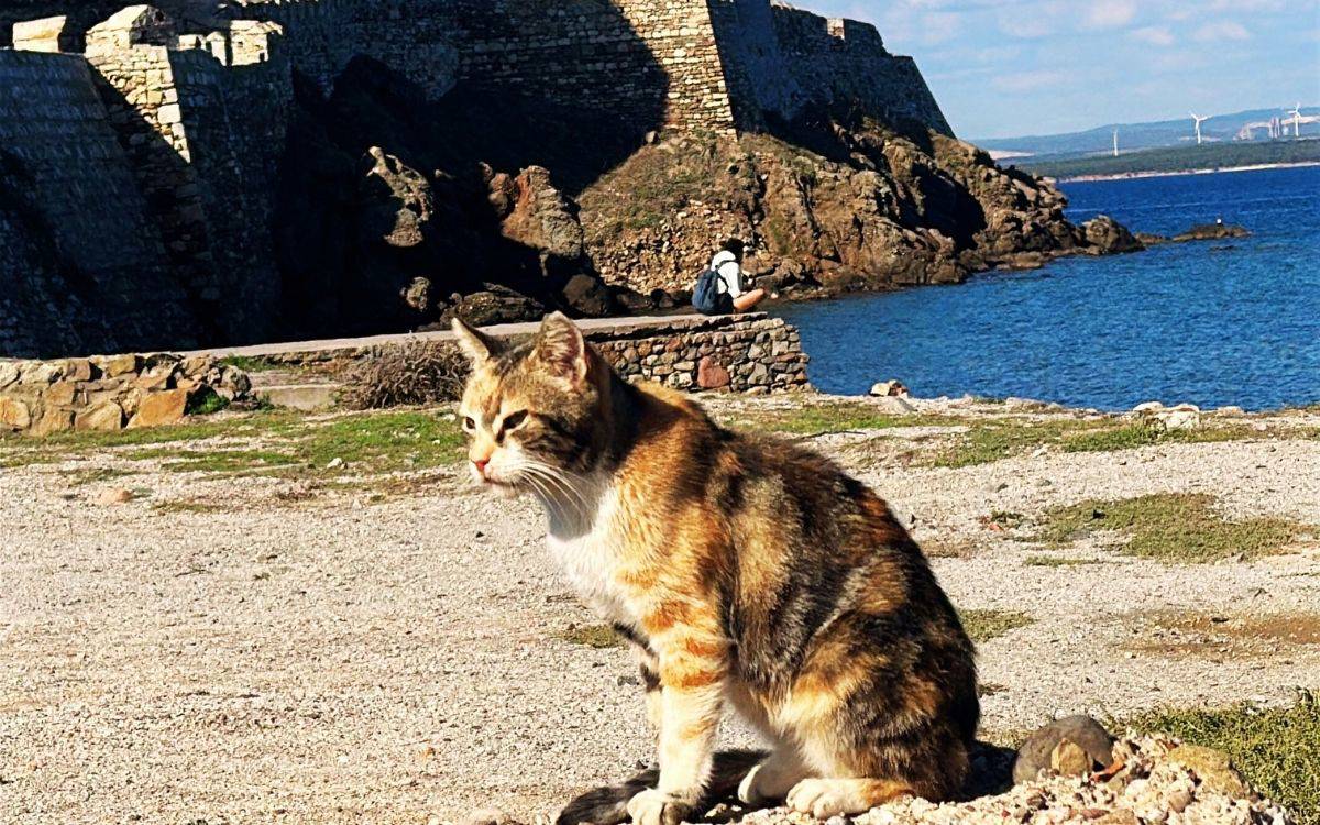 Görselde ön planda, gri, beyaz ve kahverengi tonlarında tüylere sahip bir kedi görülüyor. Kedi, taşlık bir zeminde oturuyor ve deniz kıyısına doğru bakıyor. Arkada, kayalık bir tepenin üzerinde yer alan eski taş bir kale ya da sur yapısı dikkat çekiyor. Kale duvarlarının önünde, deniz kenarında oturmuş bir kişi görülüyor; kişi sırt çantası takmış ve suya doğru bakıyor.