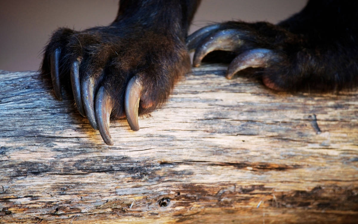 İmkânsızın eşiğinde: Nastassja Martin ve Vahşi Hayvanlara İnanmak