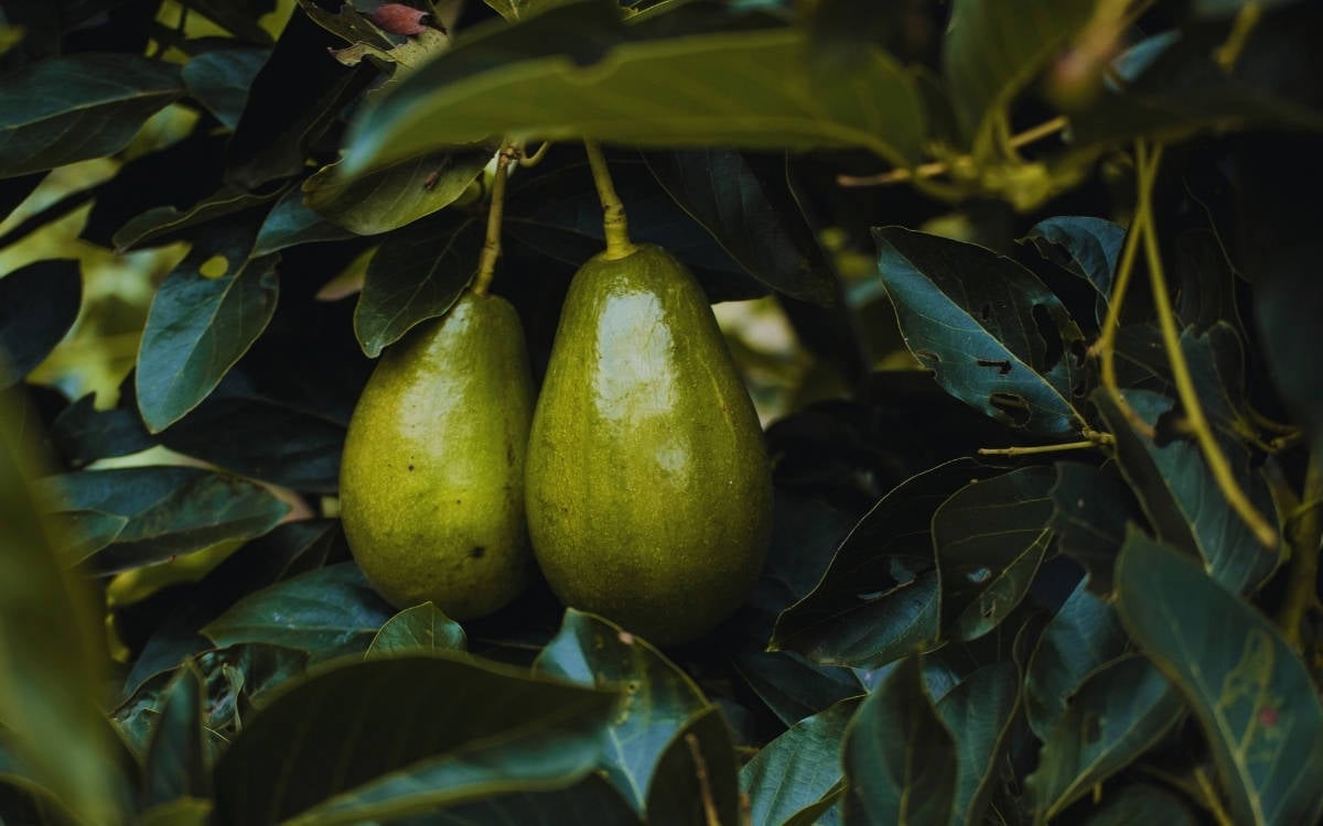 Avokadonun perde arkası: Su krizi, orman talanı, kara para, kapitalizm