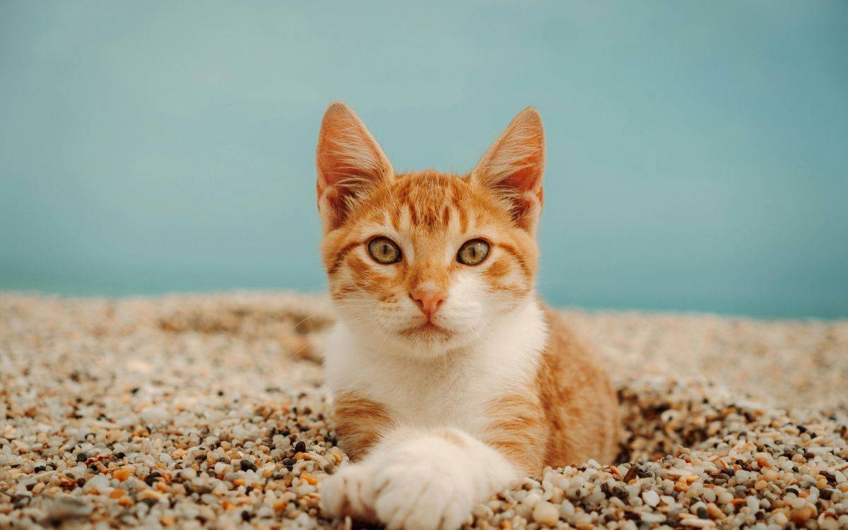 Kıyıda yazılan şiirler: Turgay Ekinci ve şiirin hafızası