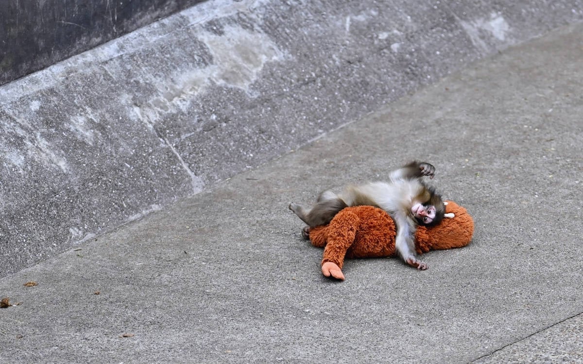 Mega kanaat ekranı: Sosyal medyada duygu tüketimi