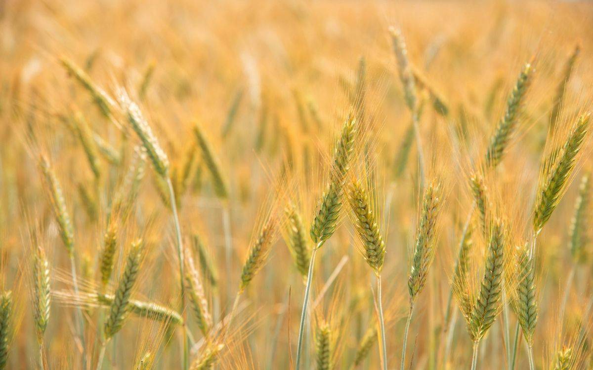 Yakın planda, altın sarısı başaklarla dolu bir tarla görülüyor; ince saplar ve taneli uçlar yumuşak ışıkta hafifçe birbirine karışıyor.